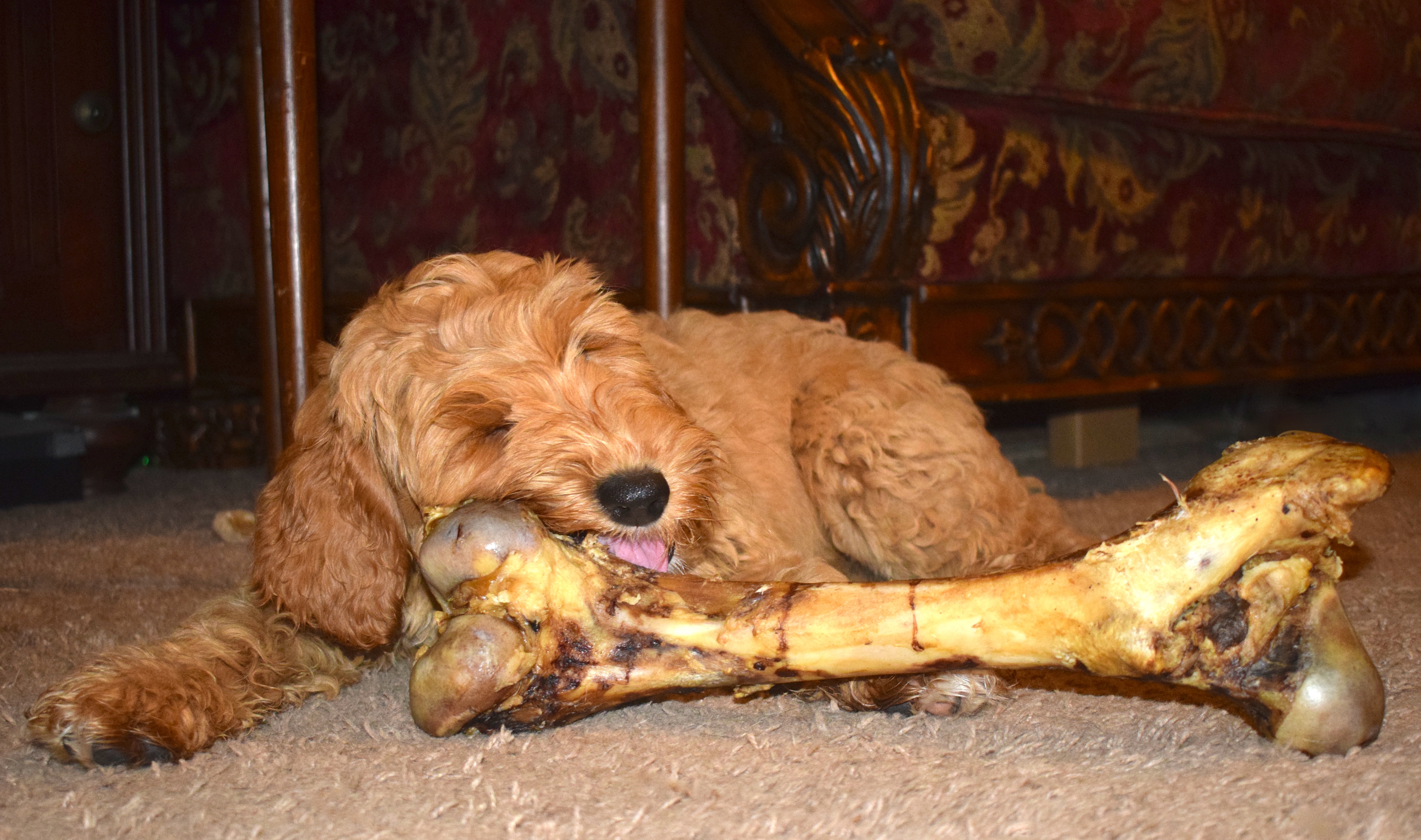 best treats for labradoodle puppies