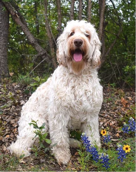 White labradoodle