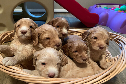 Texas Australian Labradoodles Adoption Process Adopt A Labradoodle