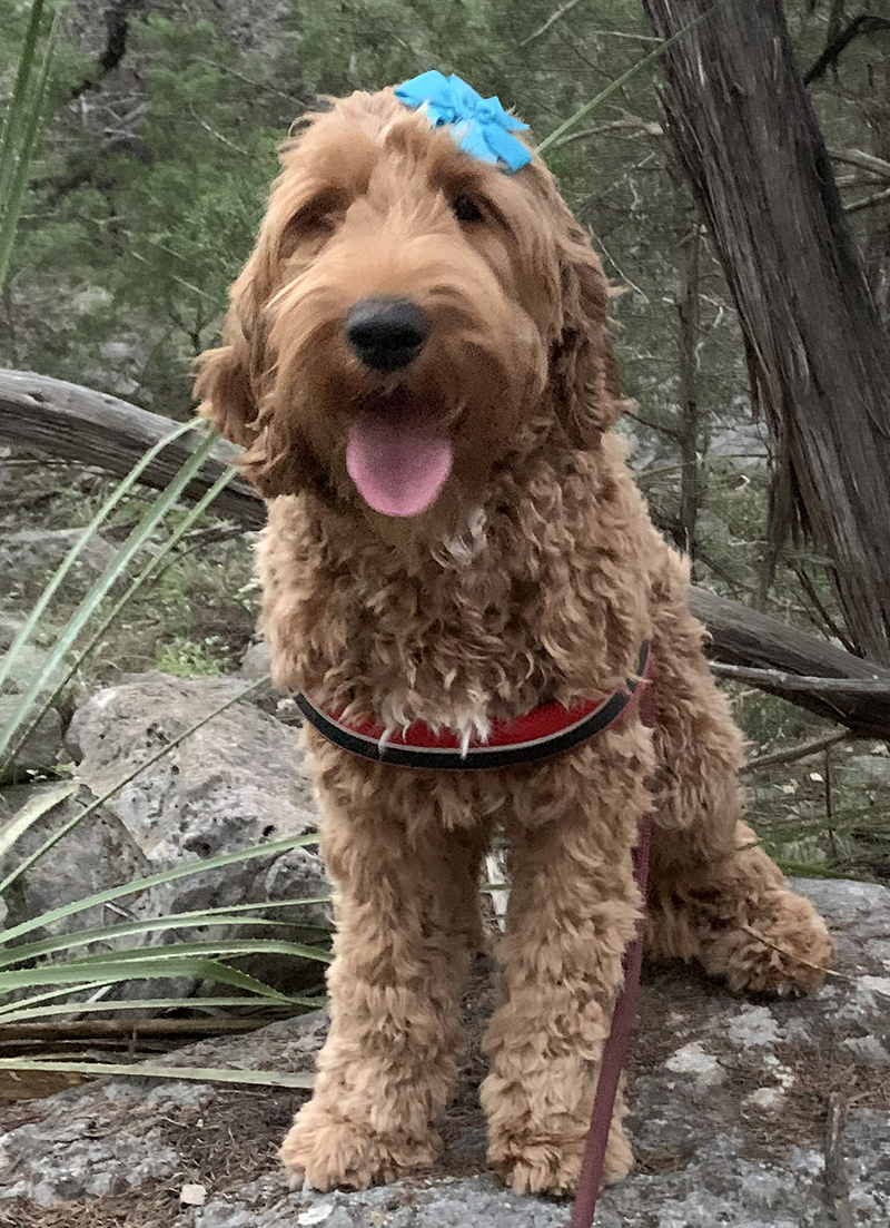 are labradoodles cuddly dogs