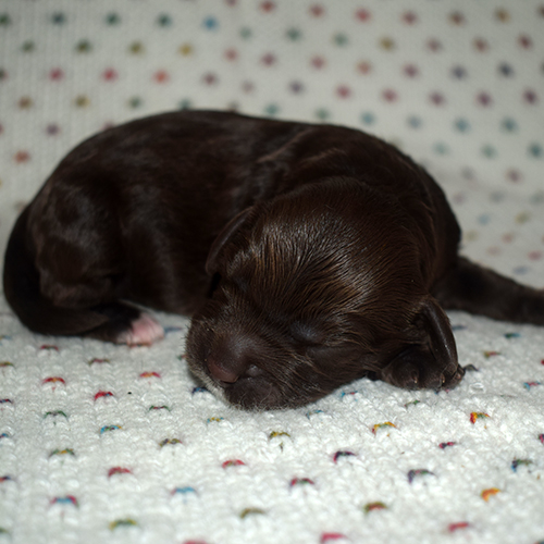 Puppy Progress | Weekly Updates | Nov 2019 | Texas AUS Labradoodles