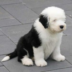 Texas Australian Labradoodles | Labradoodle Puppies for Sale