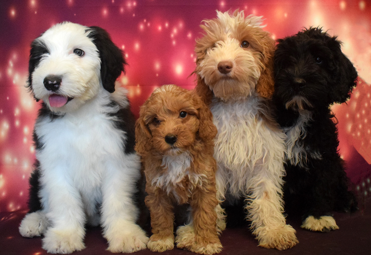 skarpt tegnebog landmænd Texas Australian Labradoodles | Puppies for Sale | San Antonio, Texas