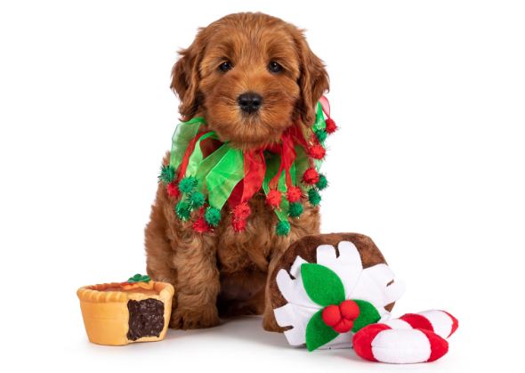 Texas Australian Labradoodles-Commands to Teach Your Labradoodle Before the Holidays