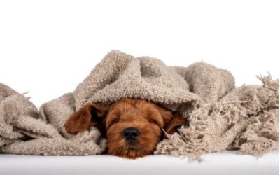 Keeping your Labradoodle Puppy Safe and Calm during New Year’s Fireworks