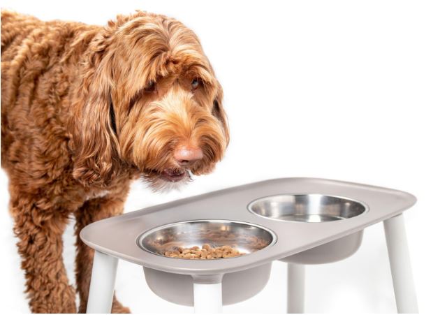 Why Isn’t My Labradoodle Eating?