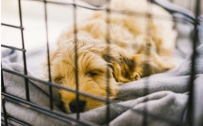 How to Manage Your Labradoodle’s Separation Anxiety