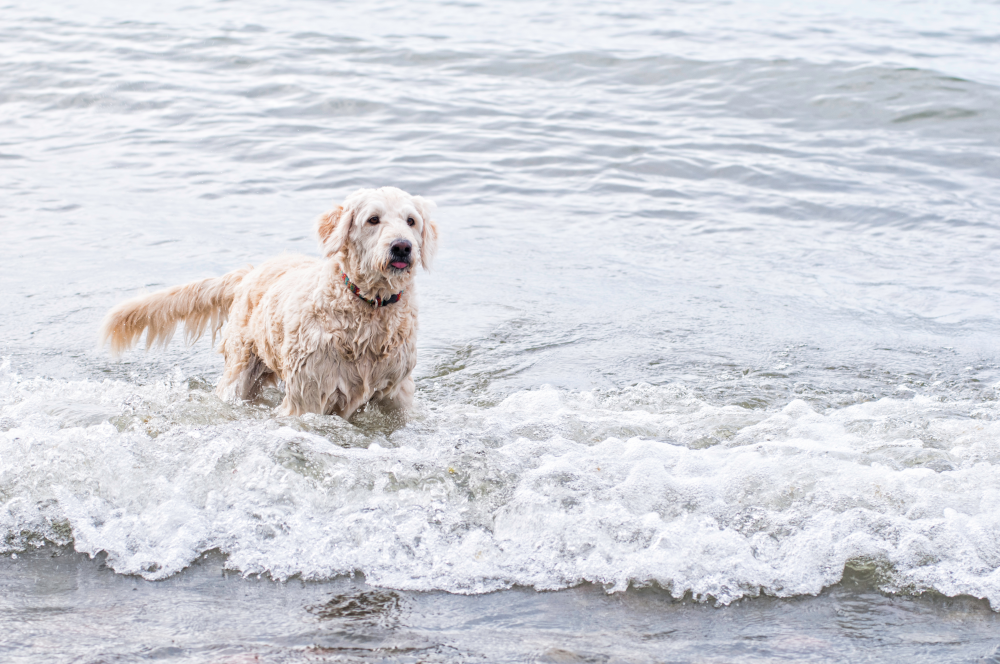 Texas-Australian-Labradoodles-Swimming