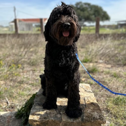 black labradoodle