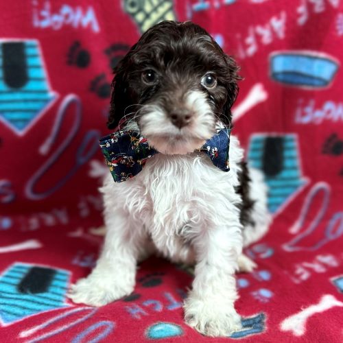 parti labradoodle puppy