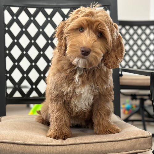 Caramel labradoodle puppy orders