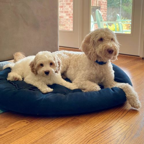 cream labradoodle puppies