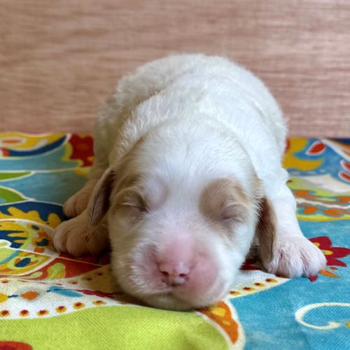 parti labradoodle puppy