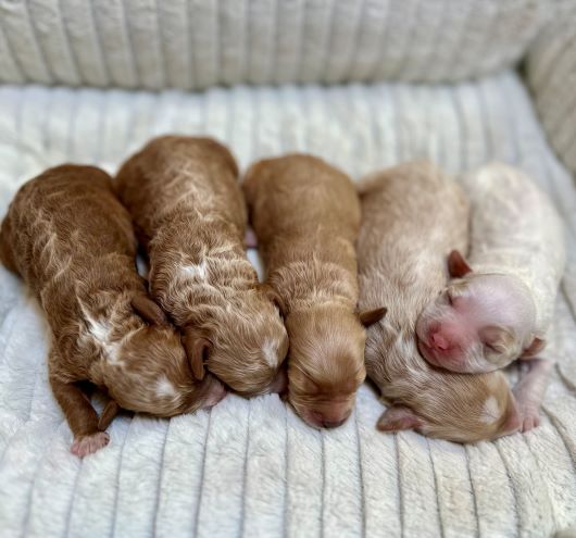 Australian labradoodles puppies