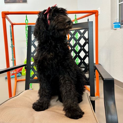 black labradoodle puppy